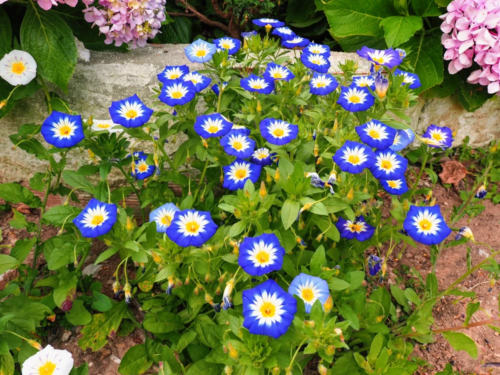 40 Blue Flash Morning Glory Seeds - Convolvulus Tricolor Violet Blue White & Yellow - Image 1