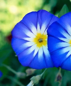 40 Blue Flash Morning Glory Seeds - Convolvulus Tricolor Violet Blue White & Yellow - Image 2