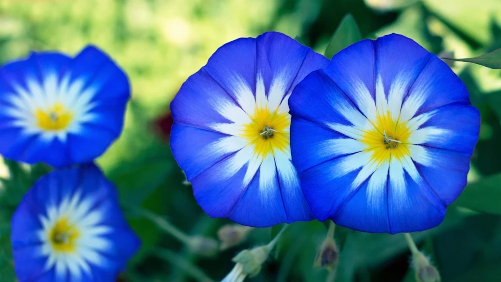 40 Blue Flash Morning Glory Seeds - Convolvulus Tricolor Violet Blue White & Yellow - Image 2