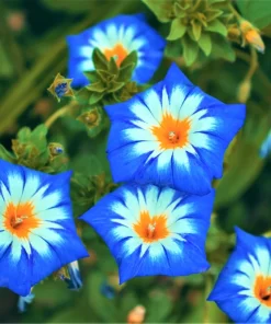 40 Blue Flash Morning Glory Seeds - Convolvulus Tricolor Violet Blue White & Yellow - Image 3