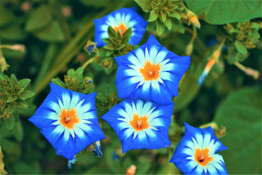 40 Blue Flash Morning Glory Seeds - Convolvulus Tricolor Violet Blue White & Yellow - Image 3