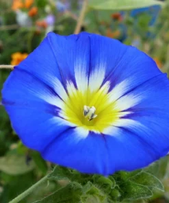 40 Blue Flash Morning Glory Seeds - Convolvulus Tricolor Violet Blue White & Yellow - Image 4
