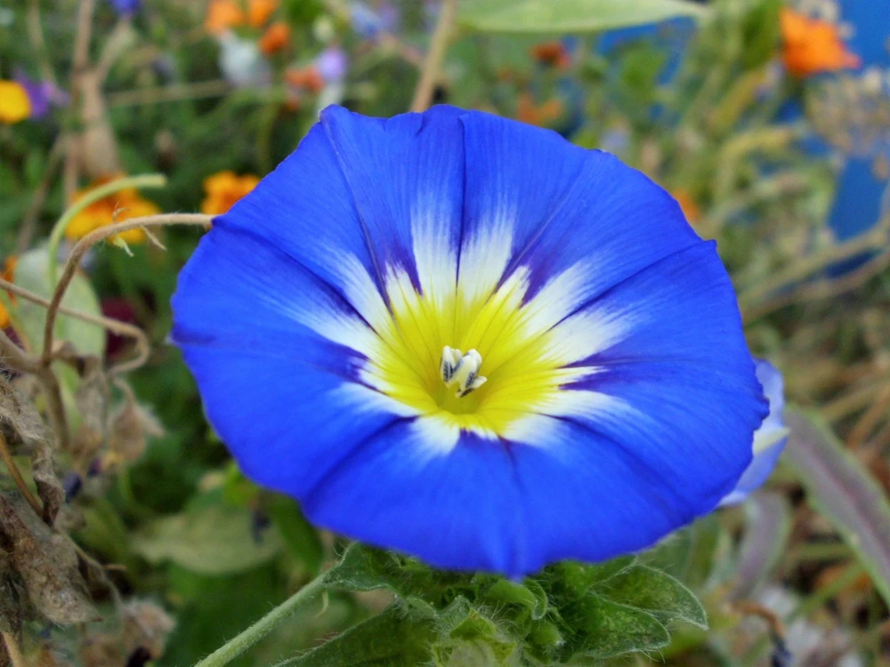 40 Blue Flash Morning Glory Seeds - Convolvulus Tricolor Violet Blue White & Yellow - Image 4