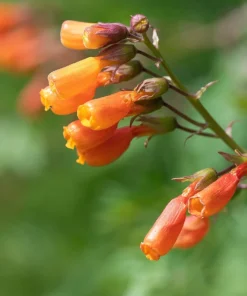 40 Chilean Glory Vine Flower Seeds - Eccremocarpus Scaber Vining Plant - Image 2