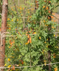 40 Chilean Glory Vine Flower Seeds - Eccremocarpus Scaber Vining Plant - Image 3