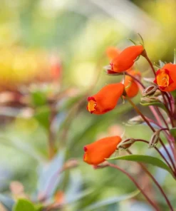 40 Chilean Glory Vine Flower Seeds - Eccremocarpus Scaber Vining Plant - Image 4