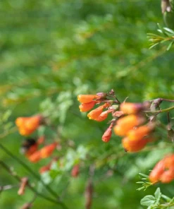 40 Chilean Glory Vine Flower Seeds - Eccremocarpus Scaber Vining Plant - Image 5