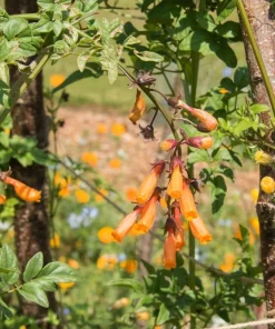 40 Chilean Glory Vine Flower Seeds - Eccremocarpus Scaber Vining Plant - Image 6