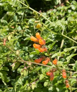 40 Chilean Glory Vine Flower Seeds - Eccremocarpus Scaber Vining Plant - Image 7