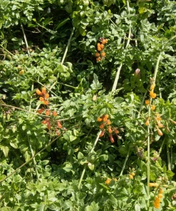 40 Chilean Glory Vine Flower Seeds - Eccremocarpus Scaber Vining Plant - Image 8