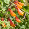40 Chilean Glory Vine Flower Seeds - Eccremocarpus Scaber Vining Plant - Image 1