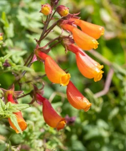 40 Chilean Glory Vine Flower Seeds - Eccremocarpus Scaber Vining Plant - Image 1