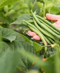 40 Green Bean Provider Vegetable Seeds - Phaseolus Vulgaris - Image 2