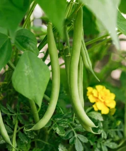 40 Green Bean Provider Vegetable Seeds - Phaseolus Vulgaris - Image 3