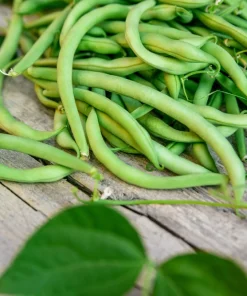 40 Green Bean Provider Vegetable Seeds - Phaseolus Vulgaris - Image 5