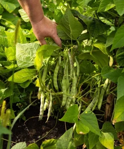 40 Green Bean Provider Vegetable Seeds - Phaseolus Vulgaris - Image 8