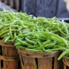 40 Green Bean Provider Vegetable Seeds - Phaseolus Vulgaris - Image 1