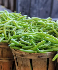 40 Green Bean Provider Vegetable Seeds - Phaseolus Vulgaris - Image 1