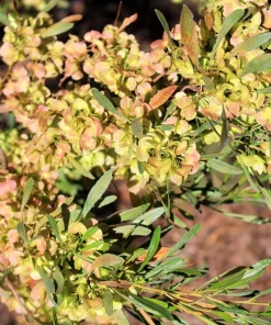 40 Mixed Colors Florida Hopbush Seeds - Dodonaea Viscosa Shrub Flower Seeds - Image 10