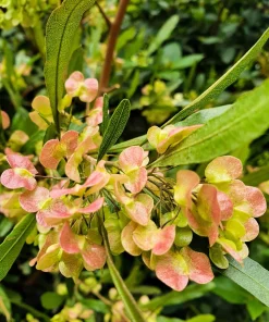 40 Mixed Colors Florida Hopbush Seeds - Dodonaea Viscosa Shrub Flower Seeds - Image 12