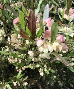 40 Mixed Colors Florida Hopbush Seeds - Dodonaea Viscosa Shrub Flower Seeds - Image 13