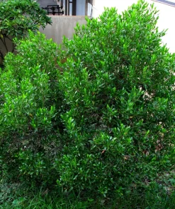 40 Mixed Colors Florida Hopbush Seeds - Dodonaea Viscosa Shrub Flower Seeds - Image 14