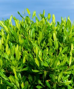 40 Mixed Colors Florida Hopbush Seeds - Dodonaea Viscosa Shrub Flower Seeds - Image 2
