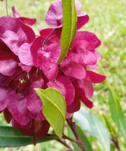 40 Mixed Colors Florida Hopbush Seeds - Dodonaea Viscosa Shrub Flower Seeds - Image 3