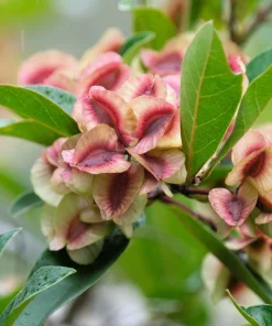 40 Mixed Colors Florida Hopbush Seeds - Dodonaea Viscosa Shrub Flower Seeds - Image 4