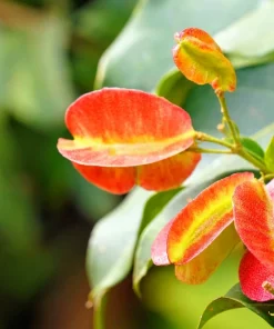 40 Mixed Colors Florida Hopbush Seeds - Dodonaea Viscosa Shrub Flower Seeds - Image 5