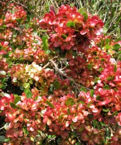 40 Mixed Colors Florida Hopbush Seeds - Dodonaea Viscosa Shrub Flower Seeds - Image 6