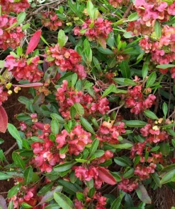 40 Mixed Colors Florida Hopbush Seeds - Dodonaea Viscosa Shrub Flower Seeds - Image 7