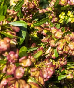 40 Mixed Colors Florida Hopbush Seeds - Dodonaea Viscosa Shrub Flower Seeds - Image 8