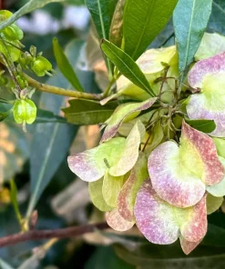40 Mixed Colors Florida Hopbush Seeds - Dodonaea Viscosa Shrub Flower Seeds - Image 9