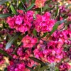 40 Mixed Colors Florida Hopbush Seeds - Dodonaea Viscosa Shrub Flower Seeds - Image 1