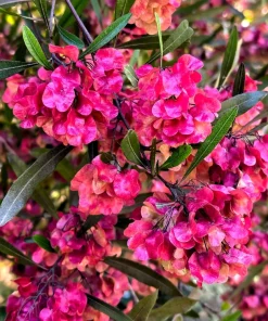 40 Mixed Colors Florida Hopbush Seeds - Dodonaea Viscosa Shrub Flower Seeds - Image 1