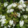 40 Oak Leaf Hydrangea Seeds - White Quercifolia Shrub Flower, Zones 5-9 - Image 1