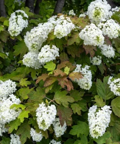 40 Oak Leaf Hydrangea Seeds - White Quercifolia Shrub Flower, Zones 5-9 - Image 1