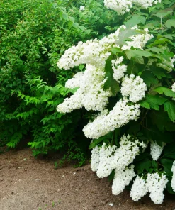 40 Oak Leaf Hydrangea Seeds - White Quercifolia Shrub Flower, Zones 5-9 - Image 10