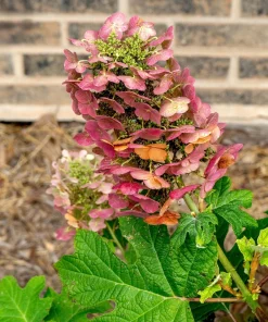 40 Oak Leaf Hydrangea Seeds - White Quercifolia Shrub Flower, Zones 5-9 - Image 11