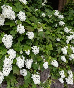 40 Oak Leaf Hydrangea Seeds - White Quercifolia Shrub Flower, Zones 5-9 - Image 12