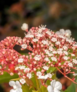 40 Oak Leaf Hydrangea Seeds - White Quercifolia Shrub Flower, Zones 5-9 - Image 14