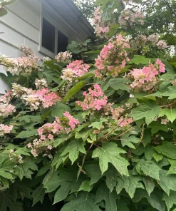 40 Oak Leaf Hydrangea Seeds - White Quercifolia Shrub Flower, Zones 5-9 - Image 15