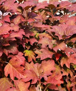 40 Oak Leaf Hydrangea Seeds - White Quercifolia Shrub Flower, Zones 5-9 - Image 2