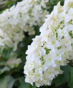 40 Oak Leaf Hydrangea Seeds - White Quercifolia Shrub Flower, Zones 5-9 - Image 3