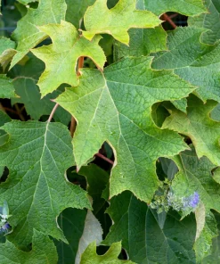 40 Oak Leaf Hydrangea Seeds - White Quercifolia Shrub Flower, Zones 5-9 - Image 4
