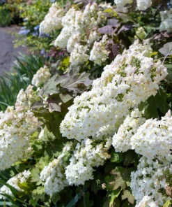40 Oak Leaf Hydrangea Seeds - White Quercifolia Shrub Flower, Zones 5-9 - Image 6