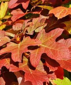 40 Oak Leaf Hydrangea Seeds - White Quercifolia Shrub Flower, Zones 5-9 - Image 8