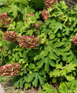 40 Oak Leaf Hydrangea Seeds - White Quercifolia Shrub Flower, Zones 5-9 - Image 9