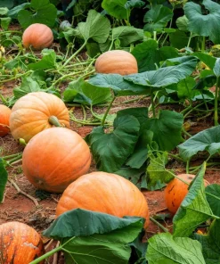 40 Small Sugar Pumpkin Seeds – Orange Pie & Carving Cucurbita Pepo - Image 2